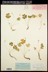 Oxalis montana image