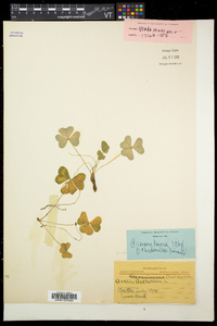 Oxalis montana image