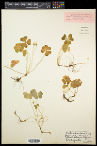 Oxalis montana image