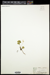 Oxalis montana image