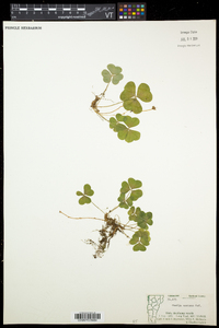 Oxalis montana image