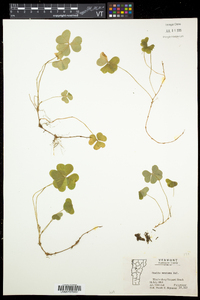 Oxalis montana image