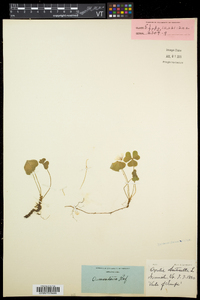 Oxalis montana image
