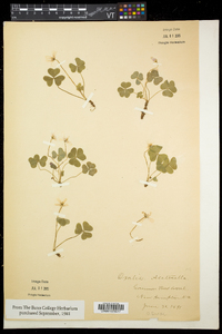 Oxalis montana image