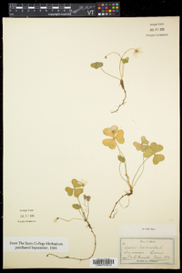 Oxalis montana image