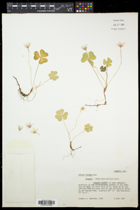 Oxalis montana image