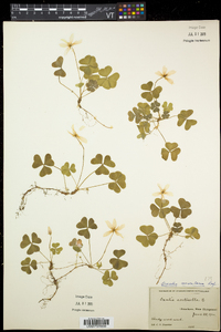 Oxalis montana image