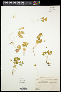 Oxalis montana image