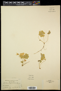 Oxalis montana image