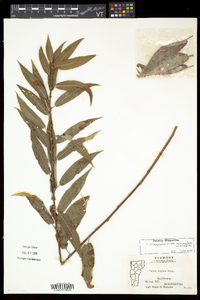 Salix eriocephala var. eriocephala image