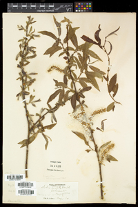 Salix eriocephala var. eriocephala image