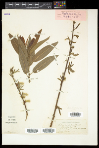 Salix eriocephala var. eriocephala image