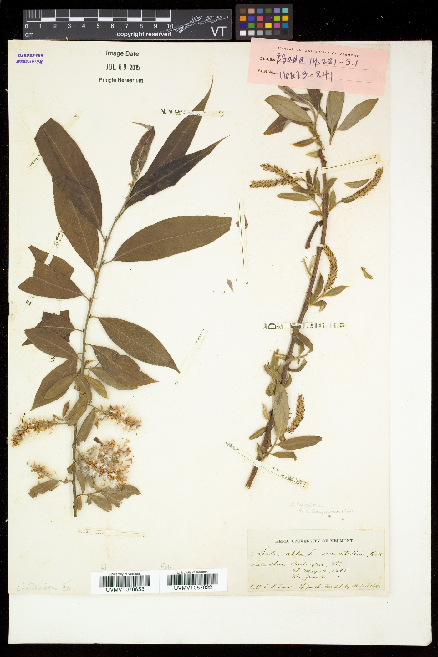 Salix ehrhartiana image