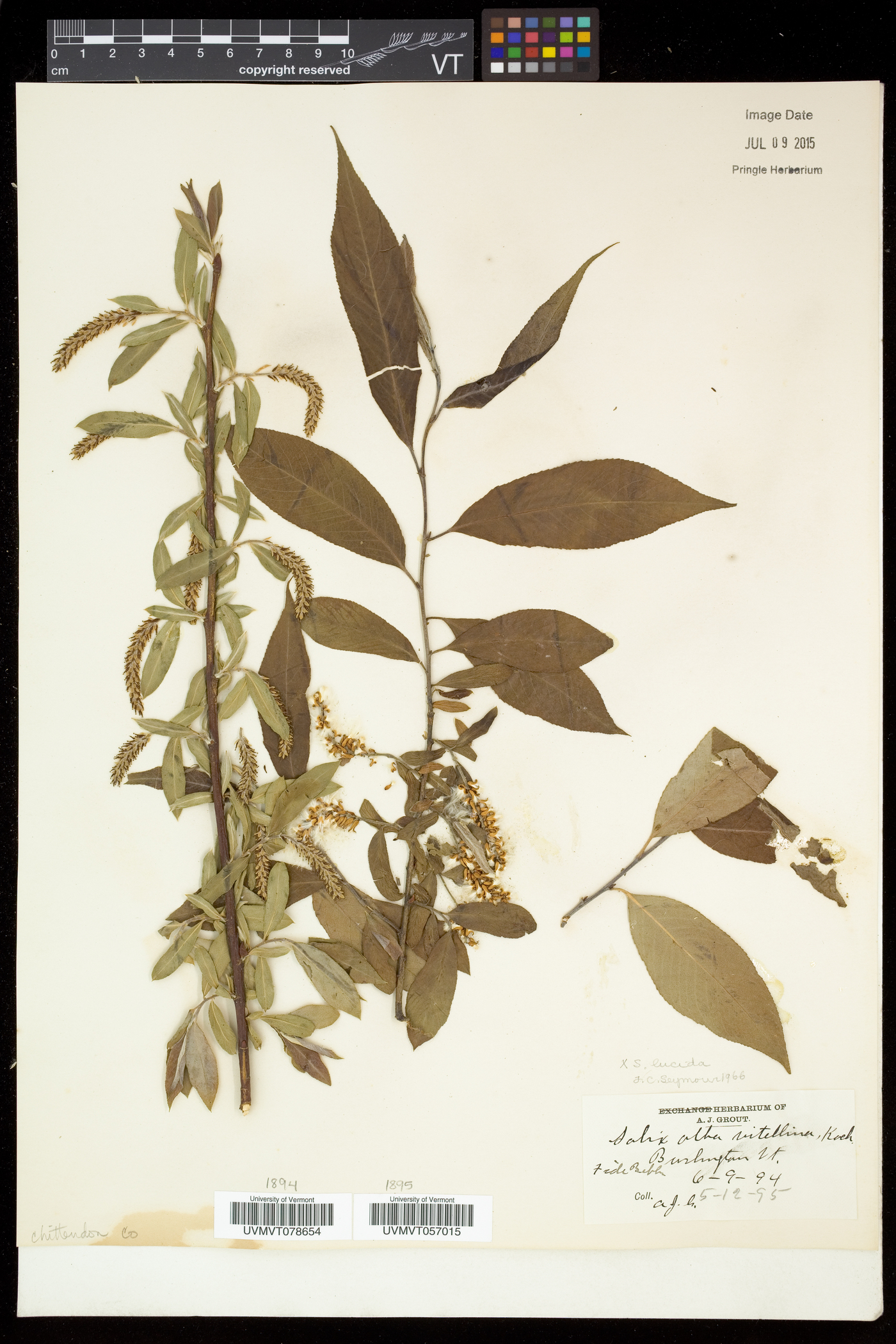 Salix ehrhartiana image