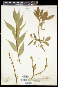 Salix lucida image