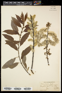 Salix eriocephala var. eriocephala image