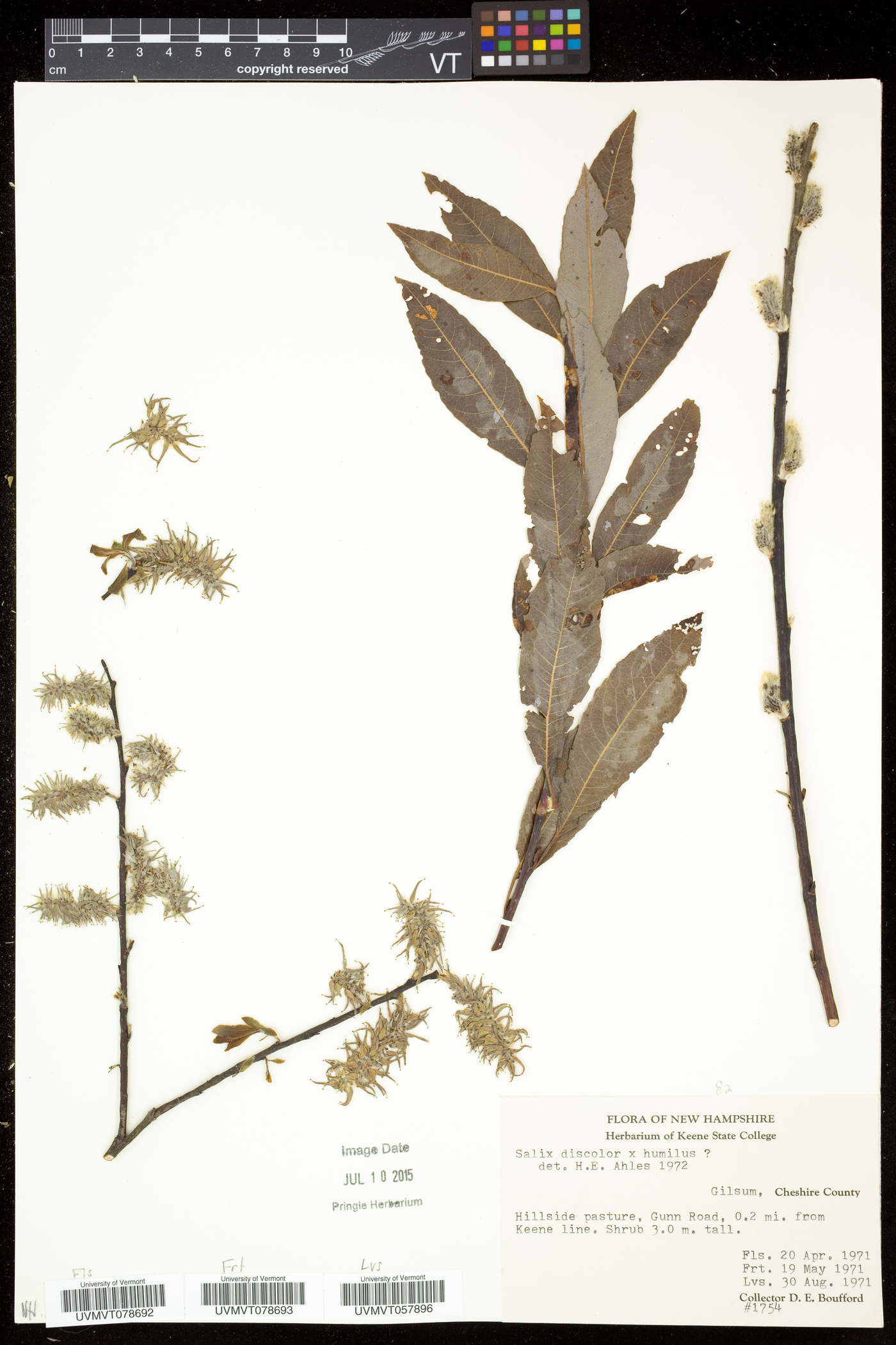 Salix × conifera image