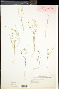 Polygala verticillata image