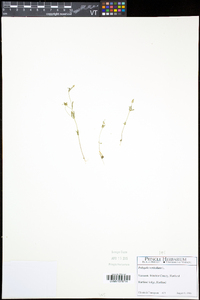 Polygala verticillata image