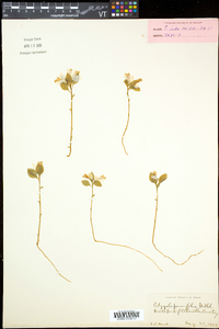 Polygaloides paucifolia image