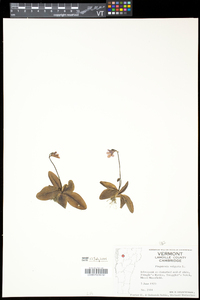 Pinguicula vulgaris image