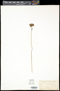 Utricularia cornuta image