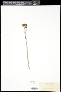 Utricularia cornuta image