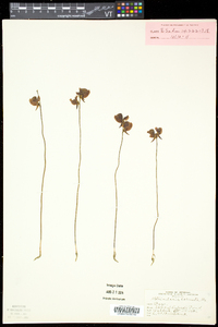 Utricularia cornuta image