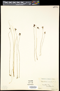 Utricularia cornuta image