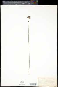 Utricularia cornuta image