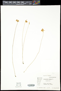 Utricularia cornuta image