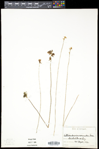 Utricularia cornuta image