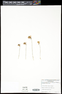 Utricularia cornuta image