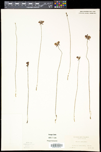 Utricularia cornuta image