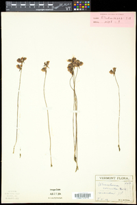 Utricularia cornuta image