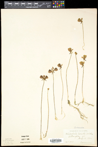 Utricularia cornuta image