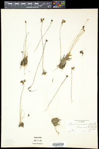 Utricularia cornuta image