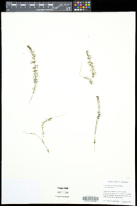 Utricularia geminiscapa image