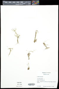 Utricularia gibba image