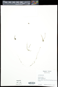 Utricularia gibba image