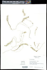 Utricularia intermedia image