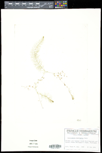 Utricularia intermedia image