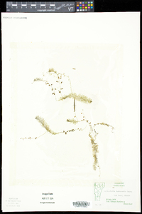 Utricularia intermedia image