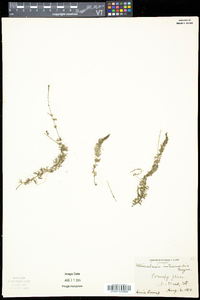 Utricularia intermedia image