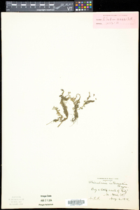 Utricularia intermedia image