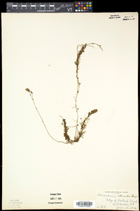 Utricularia intermedia image