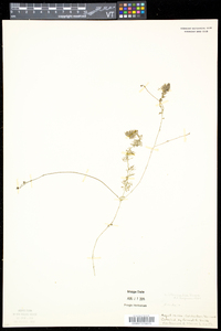 Utricularia intermedia image