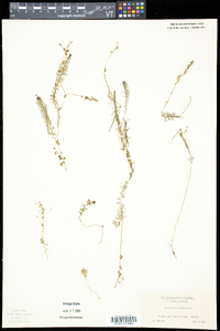 Utricularia intermedia image