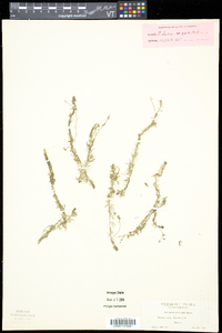 Utricularia intermedia image