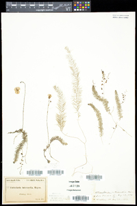 Utricularia intermedia image